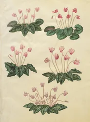 Cyclamen purpurascens; Cyclamen hederifolium